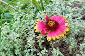 Gaillardia Flower Meaning