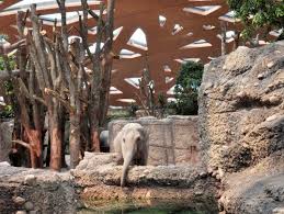 pin on planet zoo ideas