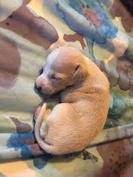 Italian greyhounds are a small slender graceful dog breed. Cielo Blue Fawn And Amore Mosa Italian Greyhounds Facebook