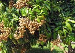 Nama saintifiknya adalah (euphoria malaiense). Anim Agro Technology Tanaman Mata Kucing Terbukti