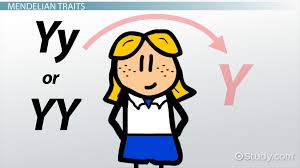 In an individual with a heterozygous genotype, the dominant allele shows up in the offspring and the recessive allele gets. Mendelian Non Mendelian Traits In Humans Definition List Video Lesson Transcript Study Com