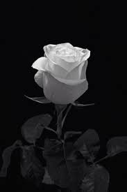 Pin On Roses