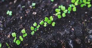 Today, we store seeds for different reasons. How To Store Seeds Correctly And Why It Is Vitally Important