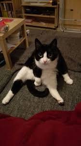 Pin By Jonathan Litmann On Cats White Cat Meme Kittens Cutest Cats