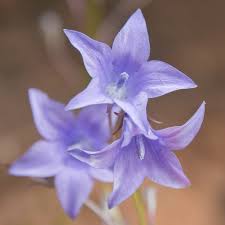Image result for Wahlenbergia krebsii