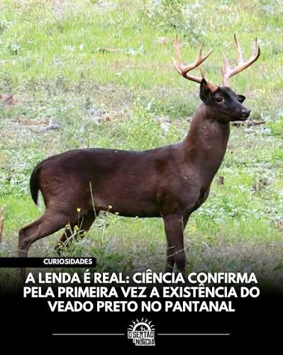 Pesquisadores confirmaram pela primeira vez a exist&ecirc;ncia de cervos-do- pantanal com melanismo, condi&ccedil;&atilde;o gen&eacute;tica que deixa a pelagem dos animais muito mais escura, podendo chegar ao preto. Os registros foram feitos por meio