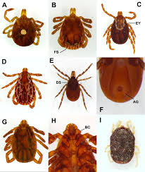 laboratory identification of arthropod ectoparasites