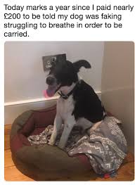 He's not getting any head.scratches. 28 Funniest Dog Memes Best Viral Dog Jokes And Pictures