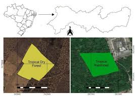 Tropical rainforests typically receive between 1.5 m to 4 m of rainfall each year. Nutrition Of Tree Species In Tropical Dry Forest And Rainforest Environments