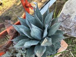 Image result for Agavaceae