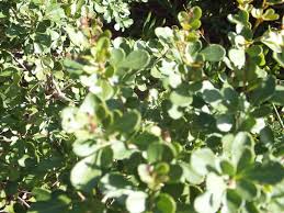 Image result for Searsia longipes