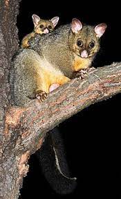 The possums are sometimes called common brushtail possums. Common Brushtail Possum Wikipedia
