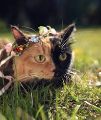 Iki Yuzlu Kedi Yana Ile Tanisin