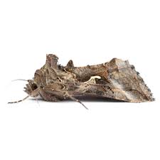 Image result for Autographa gamma