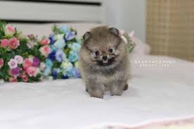 Dark Grey Female Teacup Pomeranian Puppies For Sale Teacuppomeranianpuppy Dark Grey Femal Pomeranian Puppy For Sale Pomeranian Puppy Teacup Pomeranian Puppy