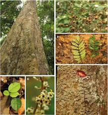 Image result for Dialium holtzii