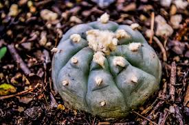 Friday Essay: Peyotes In Suburbia – The Secret World Of Sydney'S  Psychoactive Cacti Growers