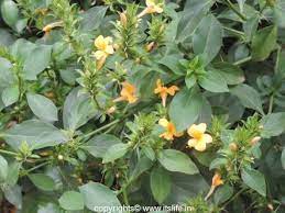 Spatika Hoovu Google Search Flowers Plants