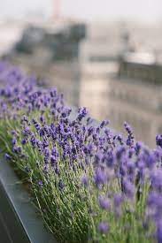 Classic Simplicity Rose Pearls Jeans Lavender Flowers Lavender Fields Lavender Garden