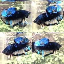 Avatar betta fish or fighting fish in the aquarium, indonesian people call it (ikan cupang), as a template, background or print. Jual Produk Black Avatar Betta Fish Male Termurah Dan Terlengkap Februari 2021 Bukalapak
