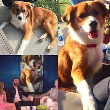 instagram photo by chris evans may 2 2016 at 1 45am utc dog names chris evans chris evans captain america