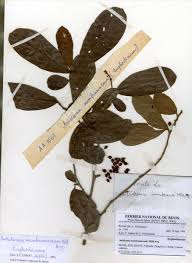 Image result for Antidesma membranaceum