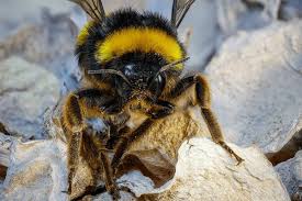 Image result for Bombus pomorum