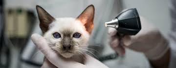 When they infect pets, they may be called ear mites, since the edges of the ears are the most obvious points of damage. Ear Mites In Cats Symptoms Treatment Purina