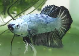 The black orchid betta is also known as a siamese fighting fish. Kianmeng Org Betta Spawn Log Bsl20180525 Hmpk Black Dragon M X Hmpk White Spot Blue M