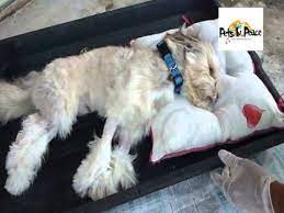 For the first time, pets at peace central west has been nominated in the cgu orange outstanding business awards for innovation, a small business with under five employees, as well as making the employee finals. Iori Pets In Peace Malaysia Dog Cremation Cemetery Funeral Memorial Burial Bury Services Youtube