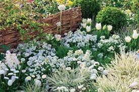 Im juni 2011 konnte ich mir einen lang ersehnten wunsch erfüllen: Pflanzen Fur Den Weissen Garten Mein Schoner Garten