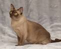 60+ Chocolate Burmese Cat Names - Upgrade Your Cat