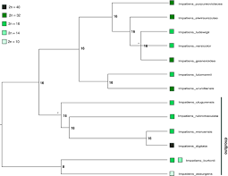 Image result for Impatiens gesneroidea