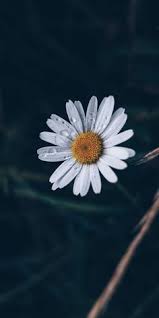 Pin On Amor Por Las Flores Vk Com Charme Only The Best Beautiful Inspiring Photo Flowers Photography Wallpaper Photography Wallpaper Flower Phone Wallpaper