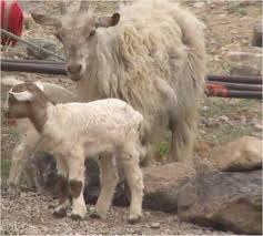 Chinese woman kill goat please subscribe to my channel help me reach 100 subscribers share this video. Nomadic Pastoralism In Southern Iran Pastoralism Full Text