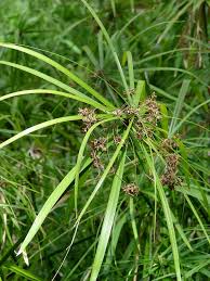 Image result for Cyperus ajax