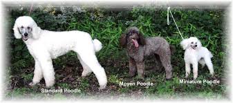 about the poodle aussiedoodle and labradoodle puppies