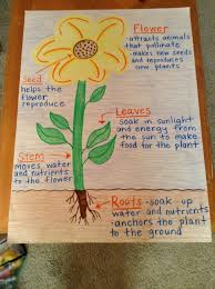 parts of a plant anchor chart science anchor charts first