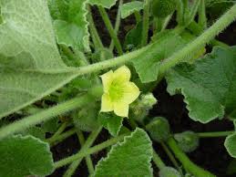 Image result for Eureiandra sp. A