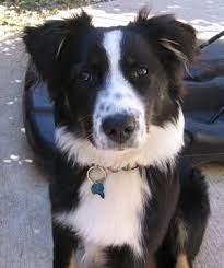 Check spelling or type a new query. Pin On Fluffies