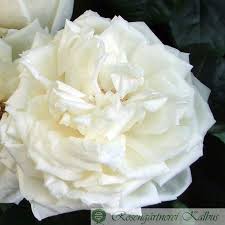 Plus de 600 variétés de roses anciennes et modernes. Charles De Mills Historische Rosen
