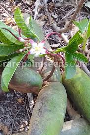 Image result for Strophanthus