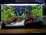 Cool Betta Fish Tank Decorations