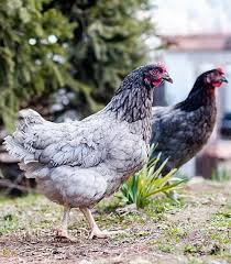 Check spelling or type a new query. Plymouth Blue Rock Chickens Poultry For Sale Shop Now