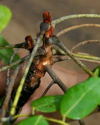 Image result for Burkea africana