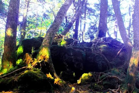 Aokigahara Forest Tour: Explore the Sea of Trees at the Foot of Mt. Fuji in  Yamanashi -Rakuten Travel Experiences