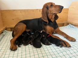 Image result for jurský honič