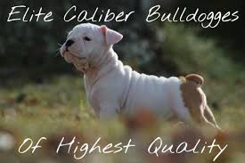 I purchased chelsea, a miniature english bulldog this past feb. Olde English Bulldog Puppies Available For Sale In Roanoke Virginia Classified Americanlisted Com