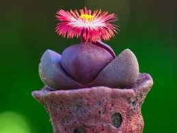 This is the easiest way to on top of the compost you can add more small rocks/gravel. Pleiospilos Nelii Royal Flush World Of Succulents