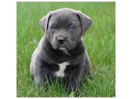 If you like what you see, be sure to inquire us today! Cane Corso Dog Male Blue 2090156 Petland Carriage Place